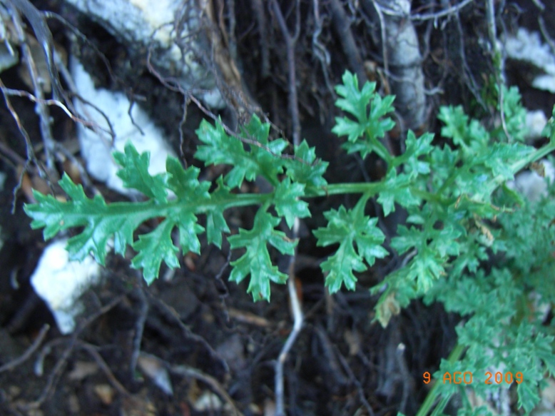 faggeta1 - Scrophularia sp.